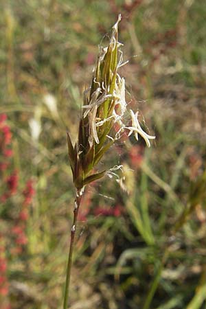 Anthoxanthum odoratum \ Gewhnliches Ruch-Gras / Sweet Vernal Grass, D Karlsruhe 7.5.2011