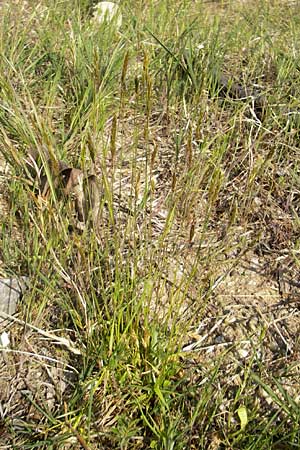 Anthoxanthum odoratum \ Gewhnliches Ruch-Gras / Sweet Vernal Grass, D Karlsruhe 7.5.2011