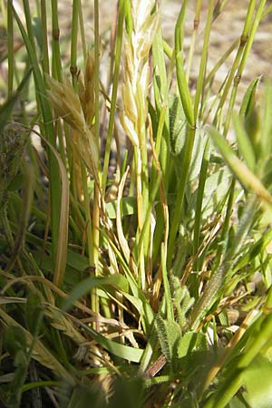 Anthoxanthum odoratum \ Gewhnliches Ruch-Gras / Sweet Vernal Grass, D Karlsruhe 7.5.2011
