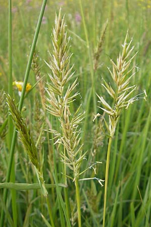 Anthoxanthum odoratum \ Gewhnliches Ruch-Gras / Sweet Vernal Grass, D Nohfelden 14.5.2011