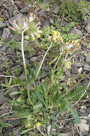 Anthyllis vulneraria subsp. pseudovulneraria \ Futter-Wundklee / Fodder Kidney Vetch, D Idar-Oberstein 14.5.2011
