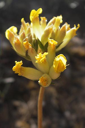 Anthyllis vulneraria subsp. pseudovulneraria \ Futter-Wundklee / Fodder Kidney Vetch, D Lauda-Königshofen 30.5.2011