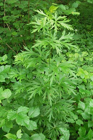 Aconitum napellus subsp. lusitanicum \ Neuberger Eisenhut / Neuberg Monk's-Hood, D Neuburg an der Donau 7.6.2012