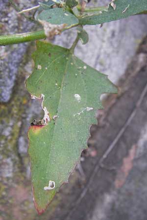 Atriplex x northusana \ Bastard-Melde / Hybrid Orache, D Frankfurt-Niederrad 19.9.2012