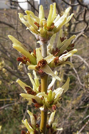 Acer negundo \ Eschen-Ahorn / Box Elder, D Mannheim 13.4.2013