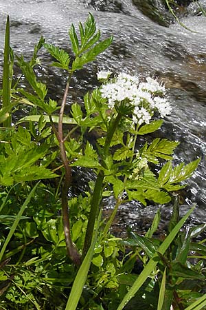 Chaerophyllum hirsutum \ Berg-Klberkropf / Hairy Chervil, D Schwarzwald/Black-Forest, Reichental 8.6.2013