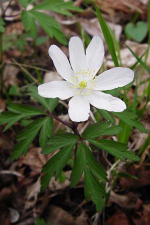 Anemone nemorosa, Busch-Windröschen Anemone nemorosa, Busch-Windröschen