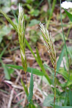 Anthoxanthum odoratum \ Gewhnliches Ruch-Gras / Sweet Vernal Grass, D Klotten 12.4.2014