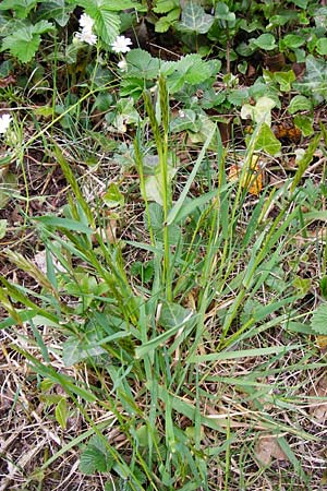 Anthoxanthum odoratum \ Gewhnliches Ruch-Gras / Sweet Vernal Grass, D Klotten 12.4.2014