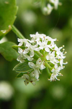 Apium nodiflorum \ Knotenbltige Sellerie / Fool's Water-Cress, D Friedberg 26.7.2014