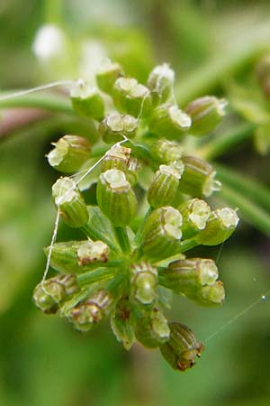 Apium nodiflorum \ Knotenbltige Sellerie / Fool's Water-Cress, D Friedberg 26.7.2014