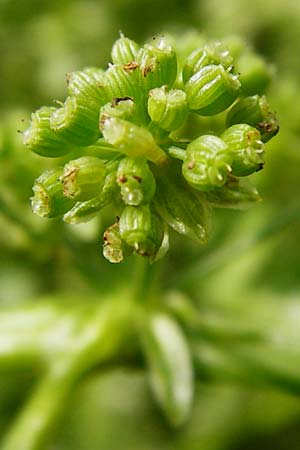 Apium nodiflorum \ Knotenbltige Sellerie / Fool's Water-Cress, D Friedberg 26.7.2014