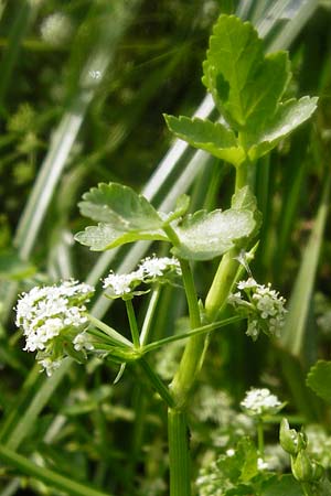 Apium nodiflorum \ Knotenbltige Sellerie / Fool's Water-Cress, D Friedberg 26.7.2014