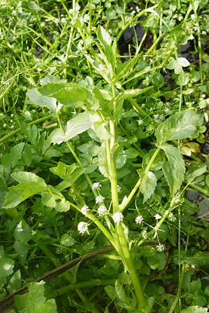 Apium nodiflorum \ Knotenbltige Sellerie / Fool's Water-Cress, D Friedberg 26.7.2014