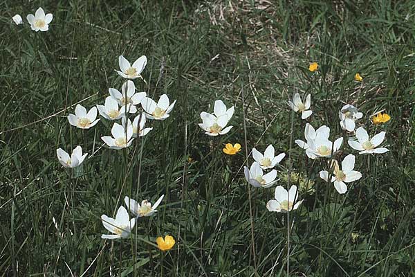 Anemone sylvestris \ Wald-Anemone / Snowdrop Anemone, D Kaiserstuhl,  Badberg 27.5.1985