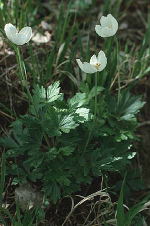 Anemone sylvestris \ Wald-Anemone / Snowdrop Anemone, D Bensheim 28.4.1990