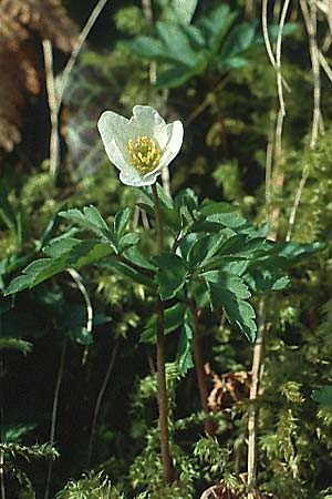 Anemone nemorosa \ Busch-Windrschen / Wood Anemone, D Sulzburg 12.4.1992