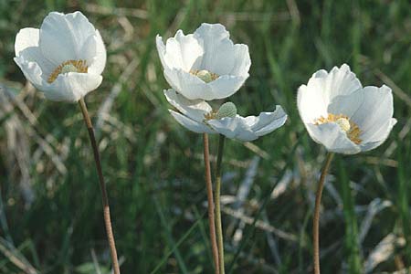 Anemone sylvestris \ Wald-Anemone / Snowdrop Anemone, D Neuleiningen 7.5.1995