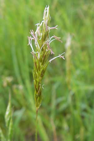 Anthoxanthum odoratum \ Gewhnliches Ruch-Gras / Sweet Vernal Grass, D Zusmarshausen 5.5.2012