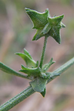 Atriplex oblongifolia \ Langblttrige Melde / Oblong Leaved Orache, D Wiesloch 11.9.2012