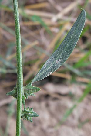 Atriplex oblongifolia \ Langblttrige Melde / Oblong Leaved Orache, D Wiesloch 11.9.2012
