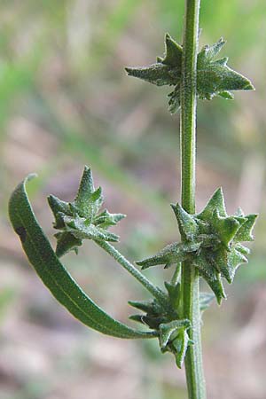 Atriplex oblongifolia, Oblong Leaved Orache Atriplex oblongifolia, Oblong Leaved Orache