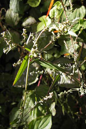 Atriplex oblongifolia \ Langblttrige Melde / Oblong Leaved Orache, D Frankfurt-Niederrad 19.9.2012
