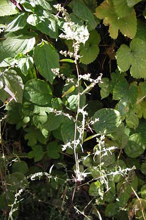 Atriplex oblongifolia \ Langblttrige Melde / Oblong Leaved Orache, D Frankfurt-Niederrad 19.9.2012