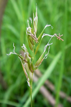 Anthoxanthum odoratum \ Gewhnliches Ruch-Gras / Sweet Vernal Grass, D Odenwald, Mitlechtern 11.5.2013