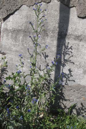 Anchusa officinalis subsp. procera \ Groe Ochsenzunge / Tall Bugloss, D Mannheim 20.6.2013
