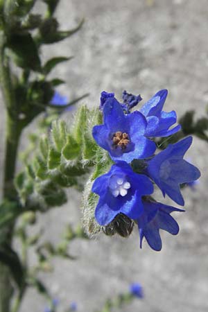 Anchusa officinalis subsp. procera \ Groe Ochsenzunge / Tall Bugloss, D Mannheim 20.6.2013