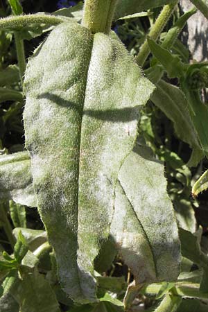 Anchusa officinalis subsp. procera \ Groe Ochsenzunge / Tall Bugloss, D Mannheim 20.6.2013