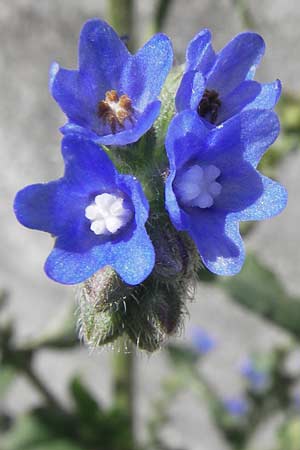 Anchusa officinalis subsp. procera \ Groe Ochsenzunge / Tall Bugloss, D Mannheim 20.6.2013