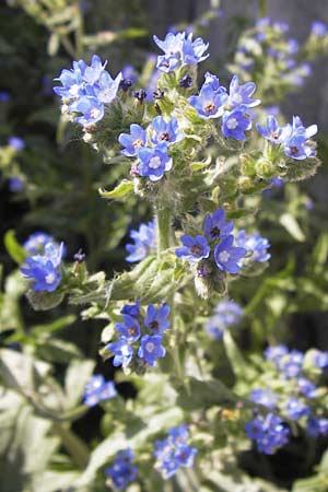 Anchusa officinalis subsp. procera \ Groe Ochsenzunge / Tall Bugloss, D Mannheim 20.6.2013