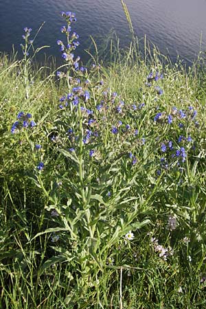 Anchusa officinalis subsp. procera \ Groe Ochsenzunge / Tall Bugloss, D Mannheim 20.6.2013