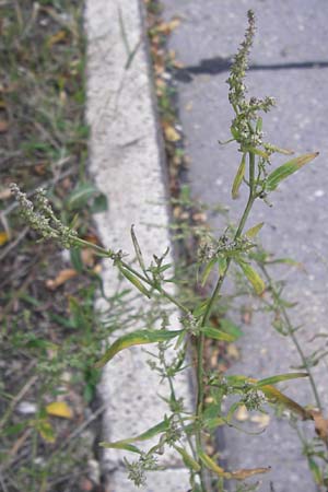 Atriplex oblongifolia \ Langblttrige Melde / Oblong Leaved Orache, D Sinsheim 2.10.2013