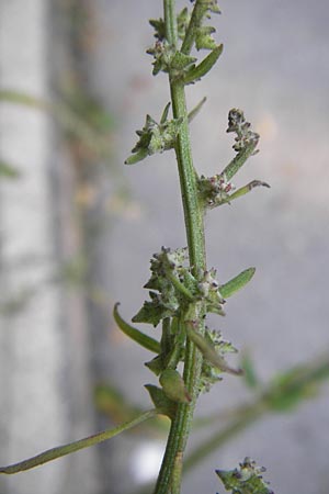 Atriplex oblongifolia \ Langblttrige Melde / Oblong Leaved Orache, D Sinsheim 2.10.2013