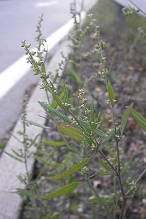 Atriplex oblongifolia \ Langblttrige Melde / Oblong Leaved Orache, D Sinsheim 2.10.2013