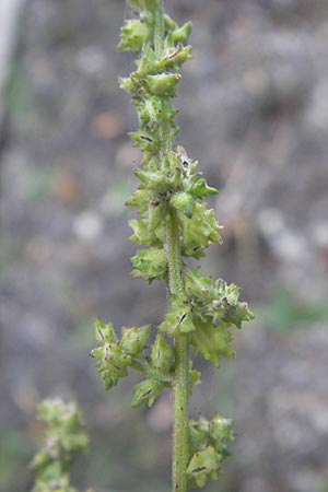 Atriplex oblongifolia \ Langblttrige Melde / Oblong Leaved Orache, D Sinsheim 2.10.2013