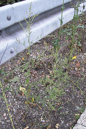 Atriplex oblongifolia \ Langblttrige Melde / Oblong Leaved Orache, D Sinsheim 2.10.2013