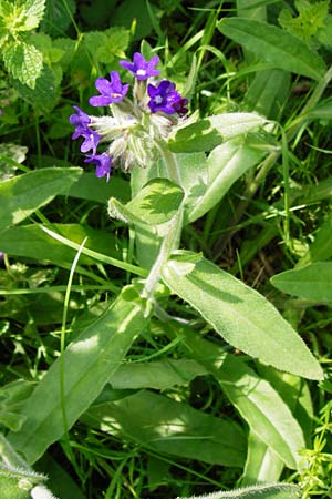 Anchusa officinalis \ Gewhnliche Ochsenzunge / Common Bugloss, D Hanau 3.8.2014
