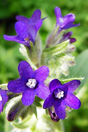 Anchusa officinalis \ Gewhnliche Ochsenzunge / Common Bugloss, D Hanau 3.8.2014
