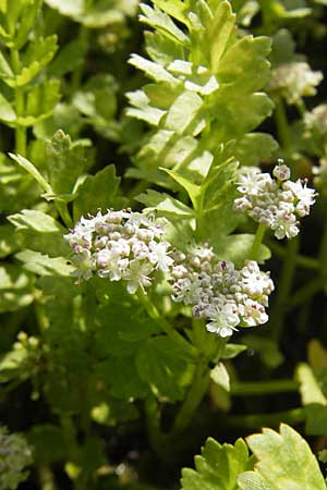 Apium repens \ Kriechende Sellerie, Scheiberich / Creeping Marshwort, D Botan. Gar.  Universit.  Mainz 11.7.2009