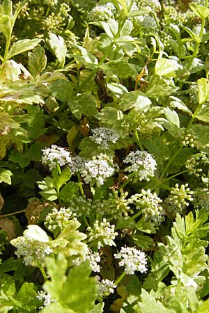 Apium repens \ Kriechende Sellerie, Scheiberich / Creeping Marshwort, D Botan. Gar.  Universit.  Mainz 11.7.2009