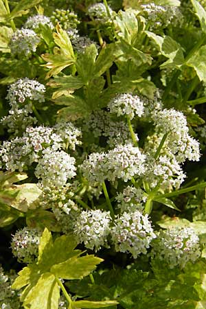 Apium repens \ Kriechende Sellerie, Scheiberich / Creeping Marshwort, D Botan. Gar.  Universit.  Mainz 11.7.2009