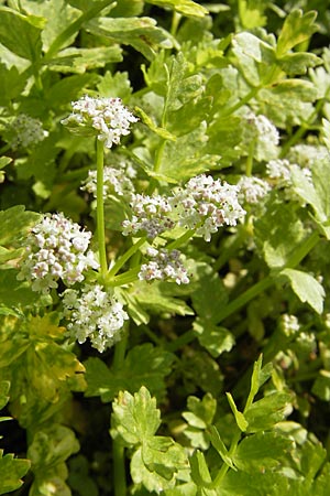 Apium repens \ Kriechende Sellerie, Scheiberich / Creeping Marshwort, D Botan. Gar.  Universit.  Mainz 11.7.2009