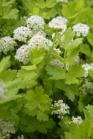 Apium repens \ Kriechende Sellerie, Scheiberich / Creeping Marshwort, D Botan. Gar.  Universit.  Mainz 11.7.2009