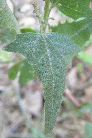 Atriplex prostrata \ Spie-Melde, Spieblttrige Melde / Spear-Leaved Orache, D Groß-Gerau 31.8.2009