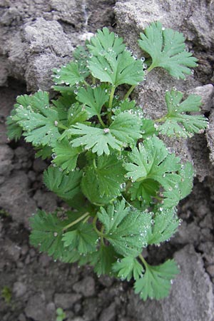 Aphanes arvensis \ Gewhnlicher Ackerfrauenmantel / Field Parsley Piert, D Wörth-Büchelberg 3.10.2009