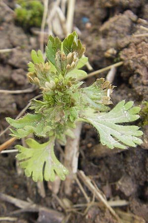 Aphanes arvensis \ Gewhnlicher Ackerfrauenmantel / Field Parsley Piert, D Dieburg 12.6.2010
